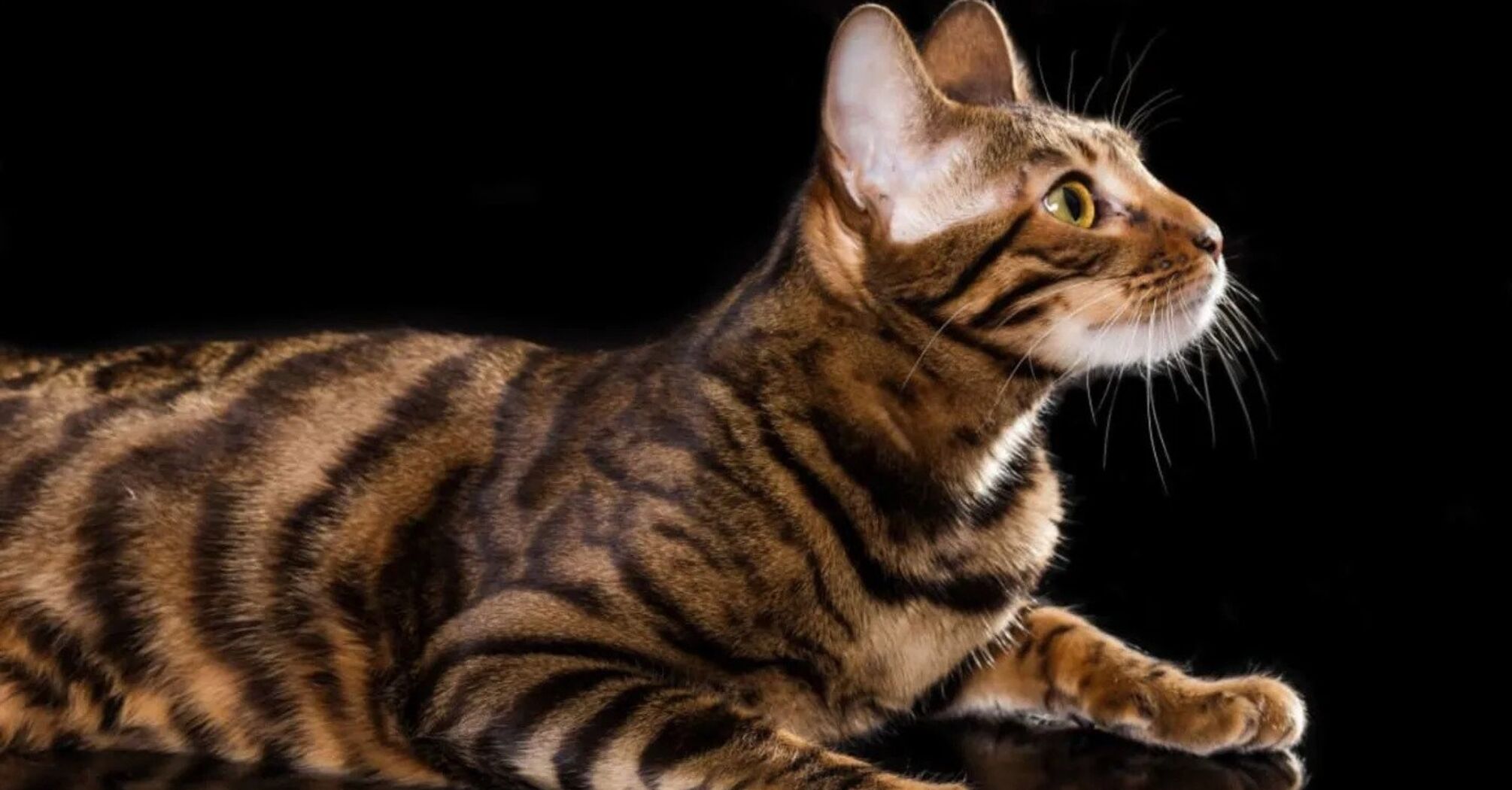5 most expensive breeds of "whiskered and striped"