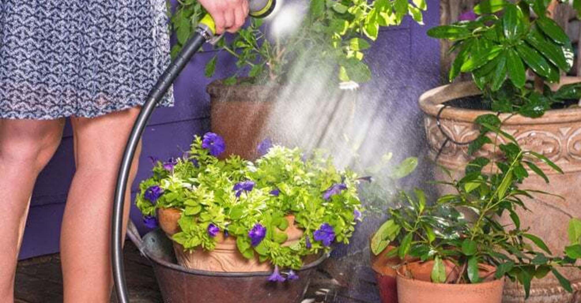 Why gardeners soak matches in water