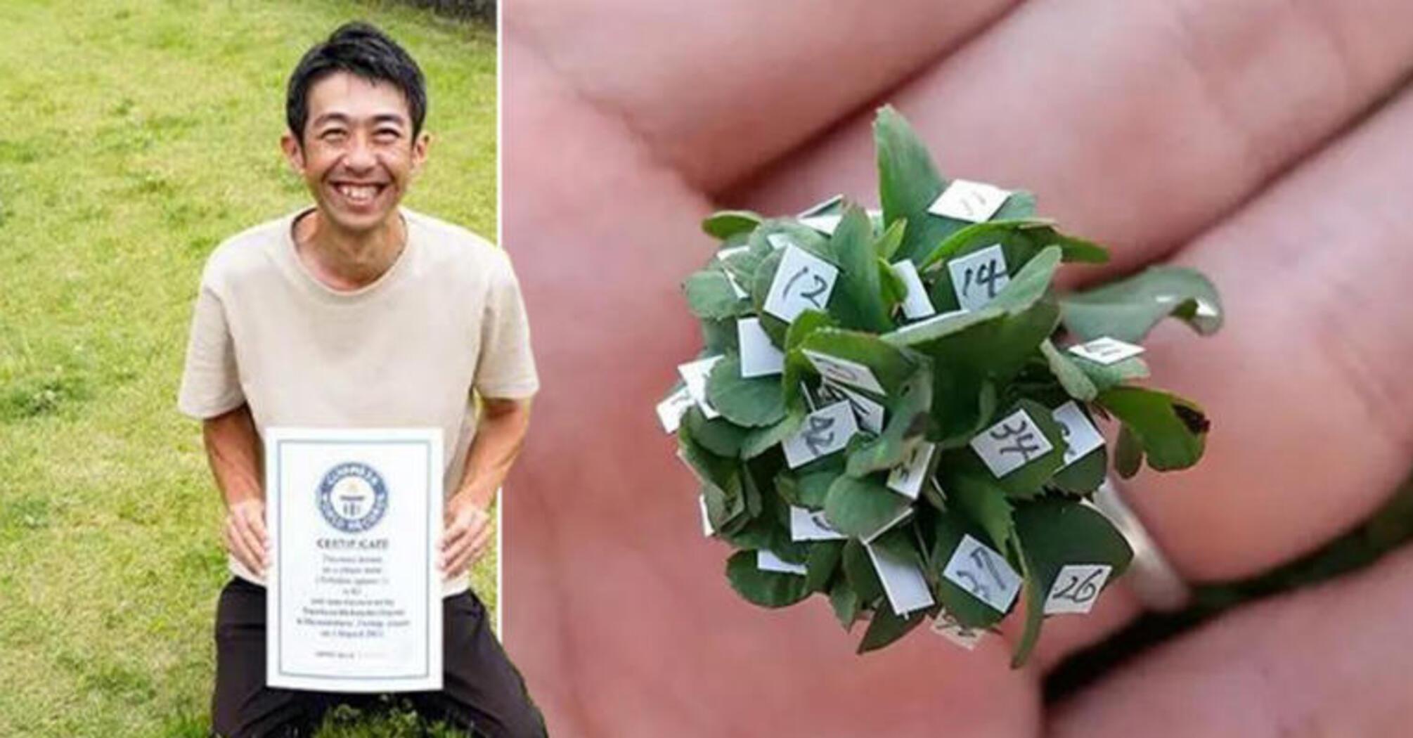 Yoshiharu Watanabe grew a clover with 63 individual leaves