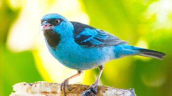 A collision with a bird - meaning