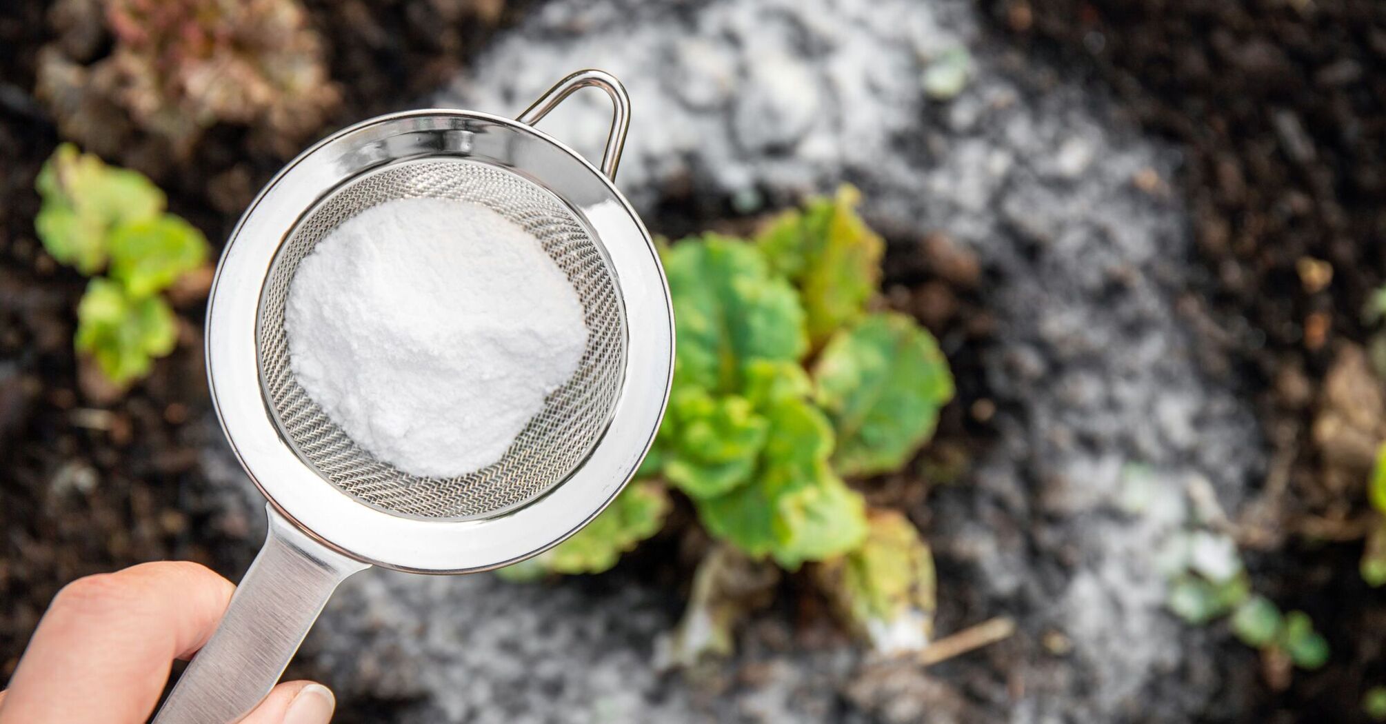 How baking soda can help with gardening