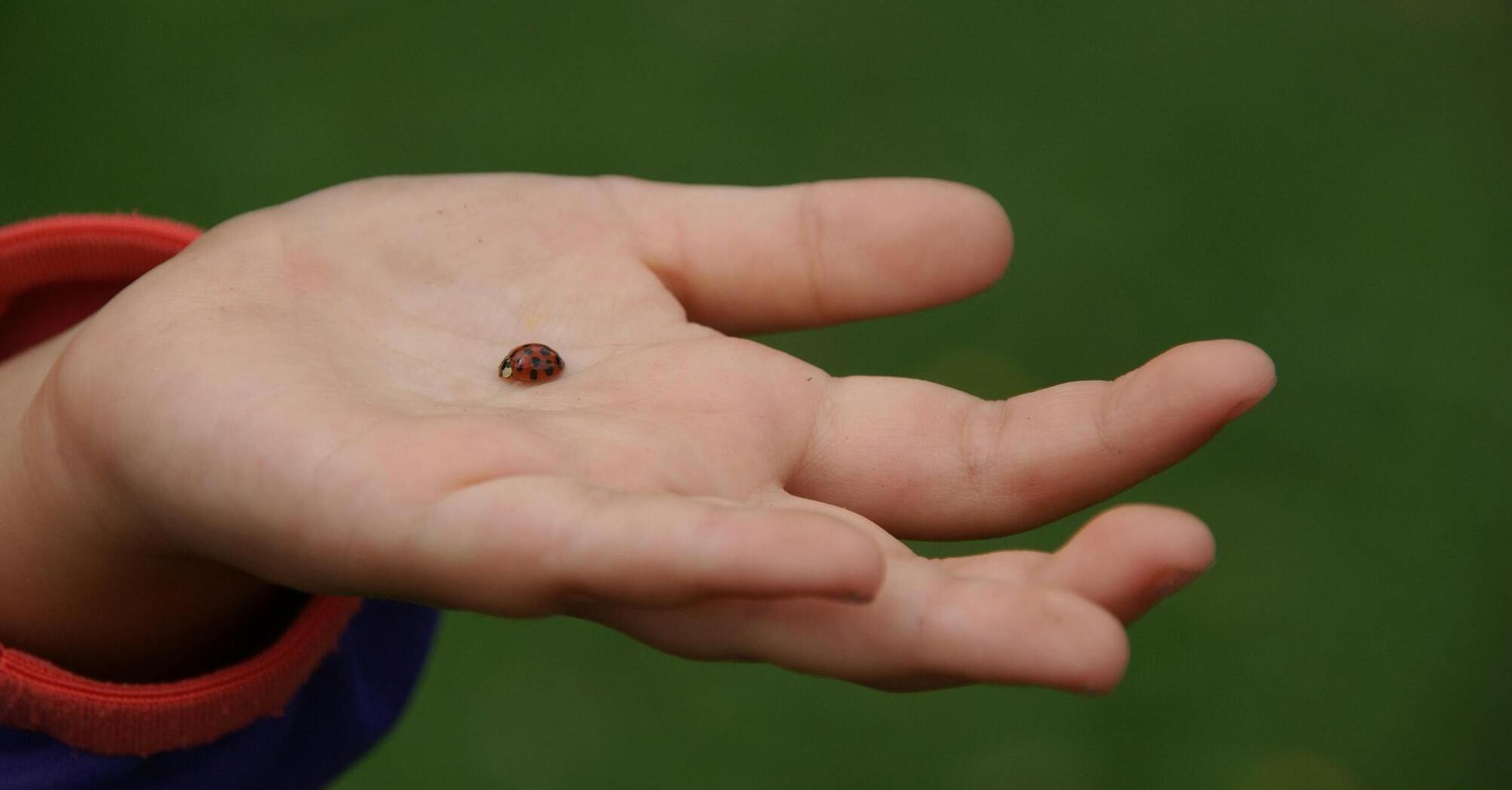 The symbolic meaning of the ladybug
