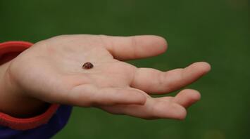 The symbolic meaning of the ladybug