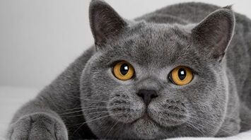 Top 5 Most Expensive Cat Breeds