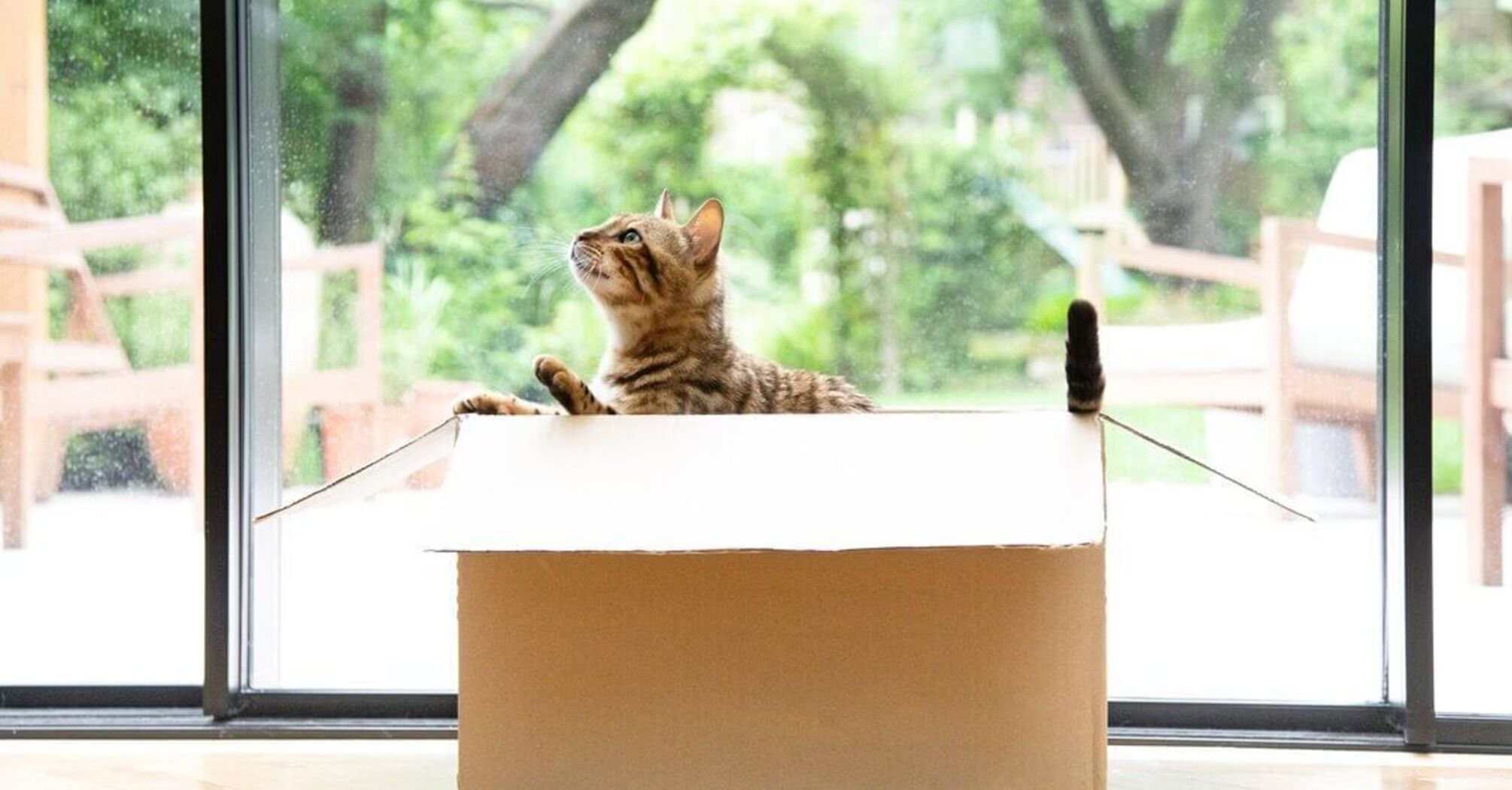 Why cats love cardboard boxes