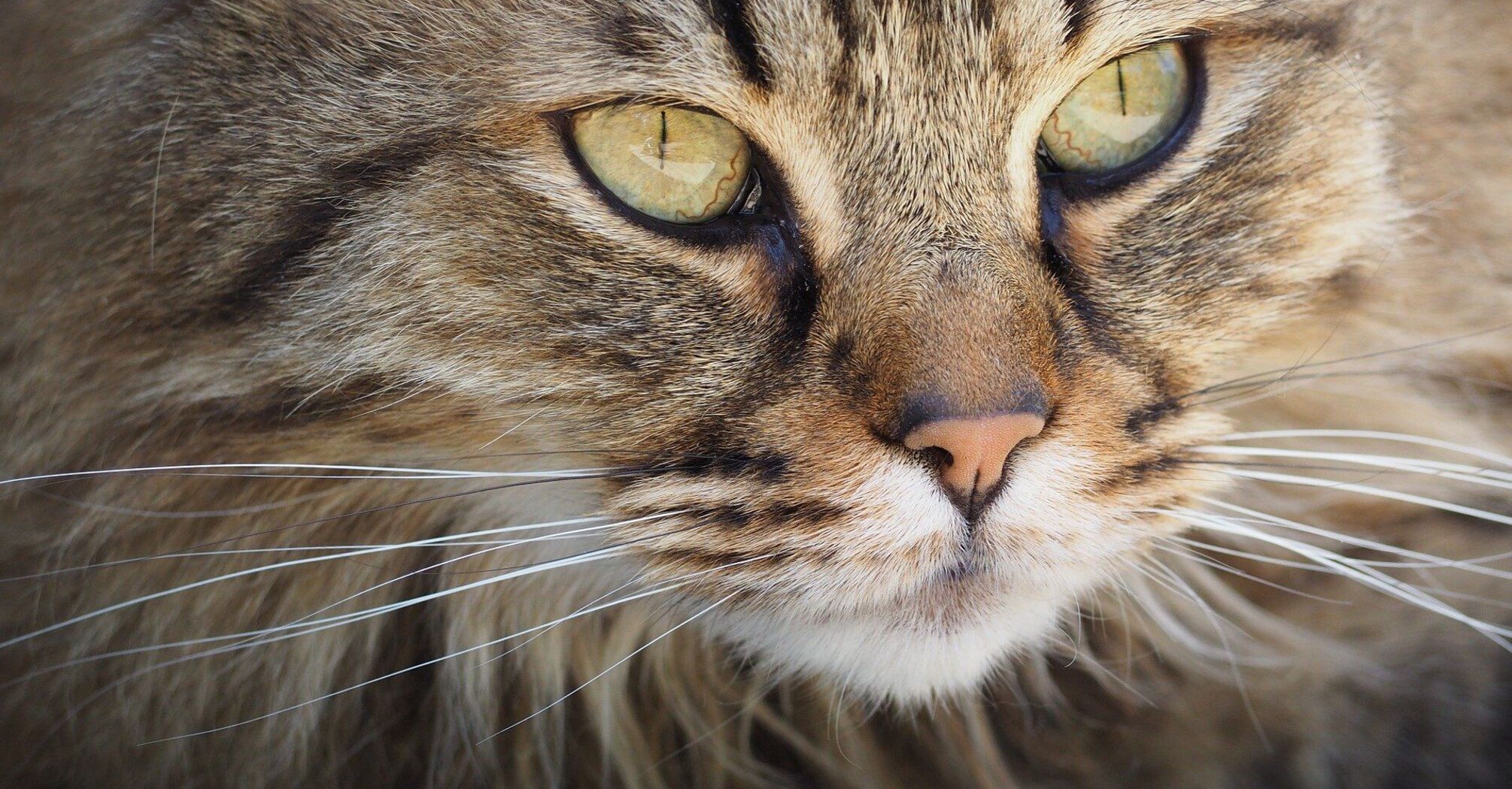 Why cats need whiskers and whether they can be trimmed