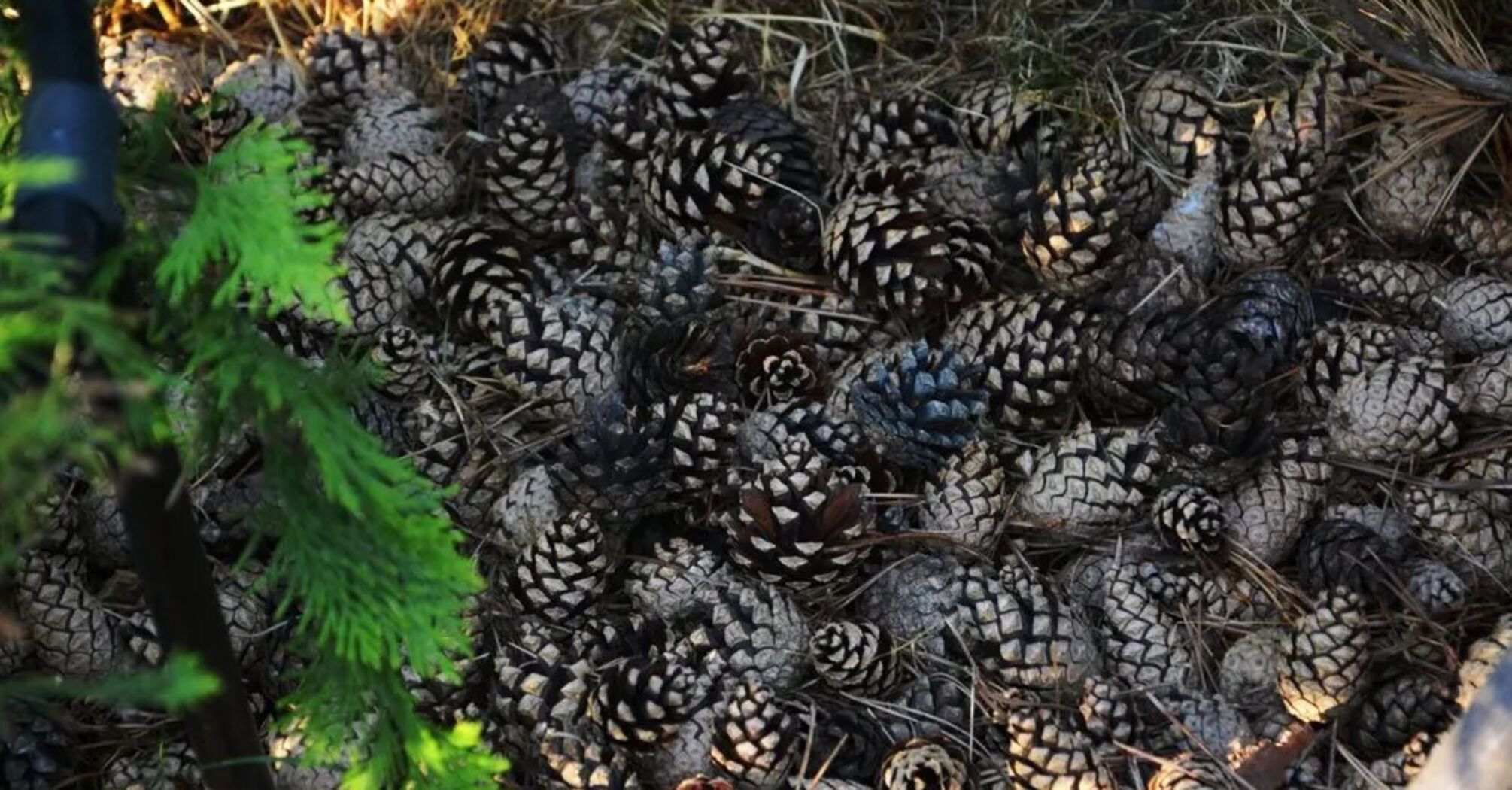 How to use pine cones in the garden