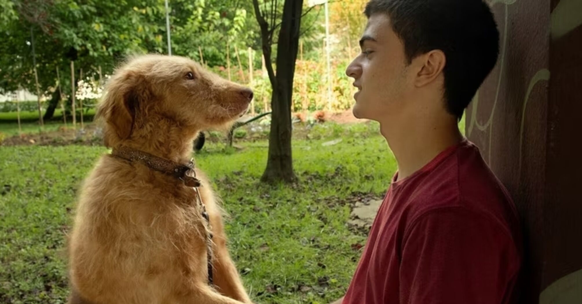 6 Recommended Dog Movies on Netflix 