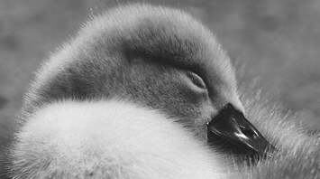 Dead bird - symbolism