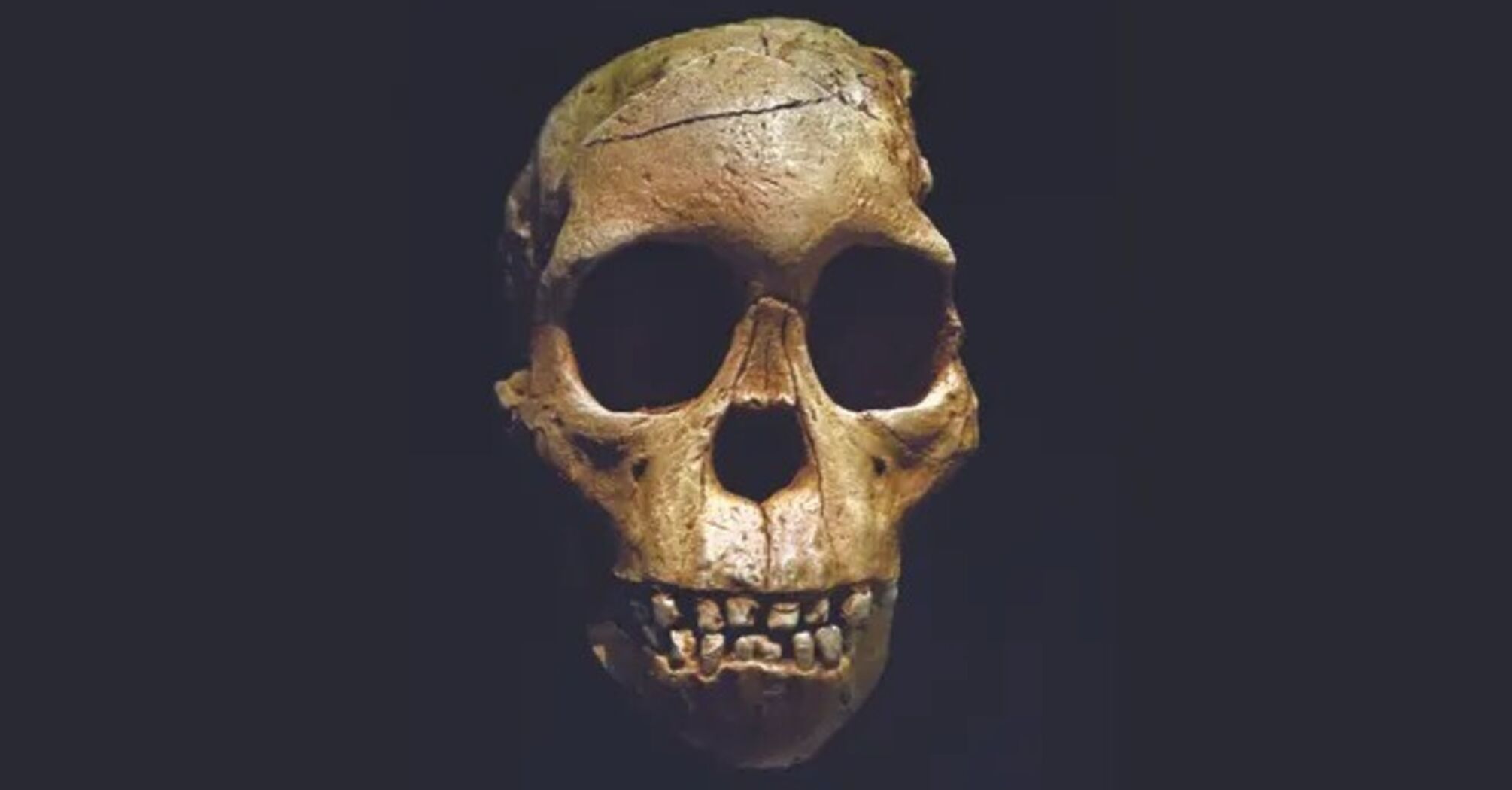 Taung Child fossil from South Africa