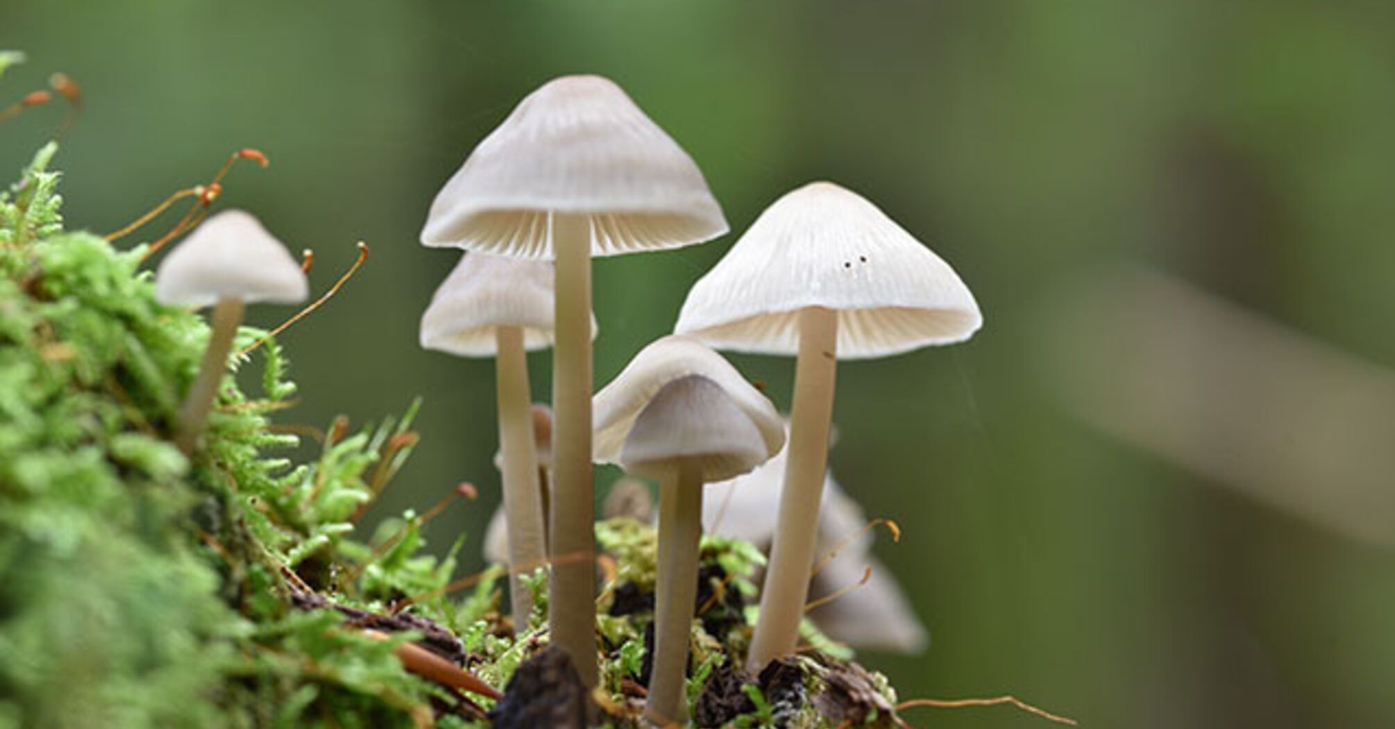 Psilocybin or 'magic mushrooms' found to temporarily 'dissolve' parts of brain network