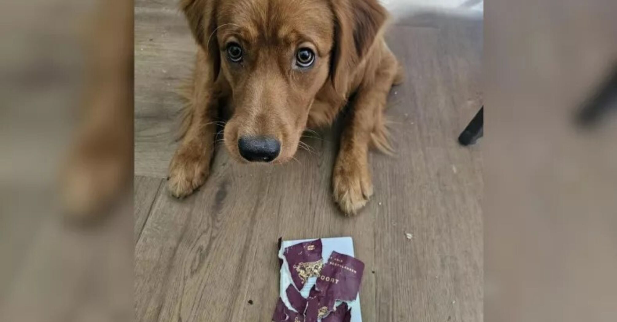  Woman's Dog Destroys Passport 