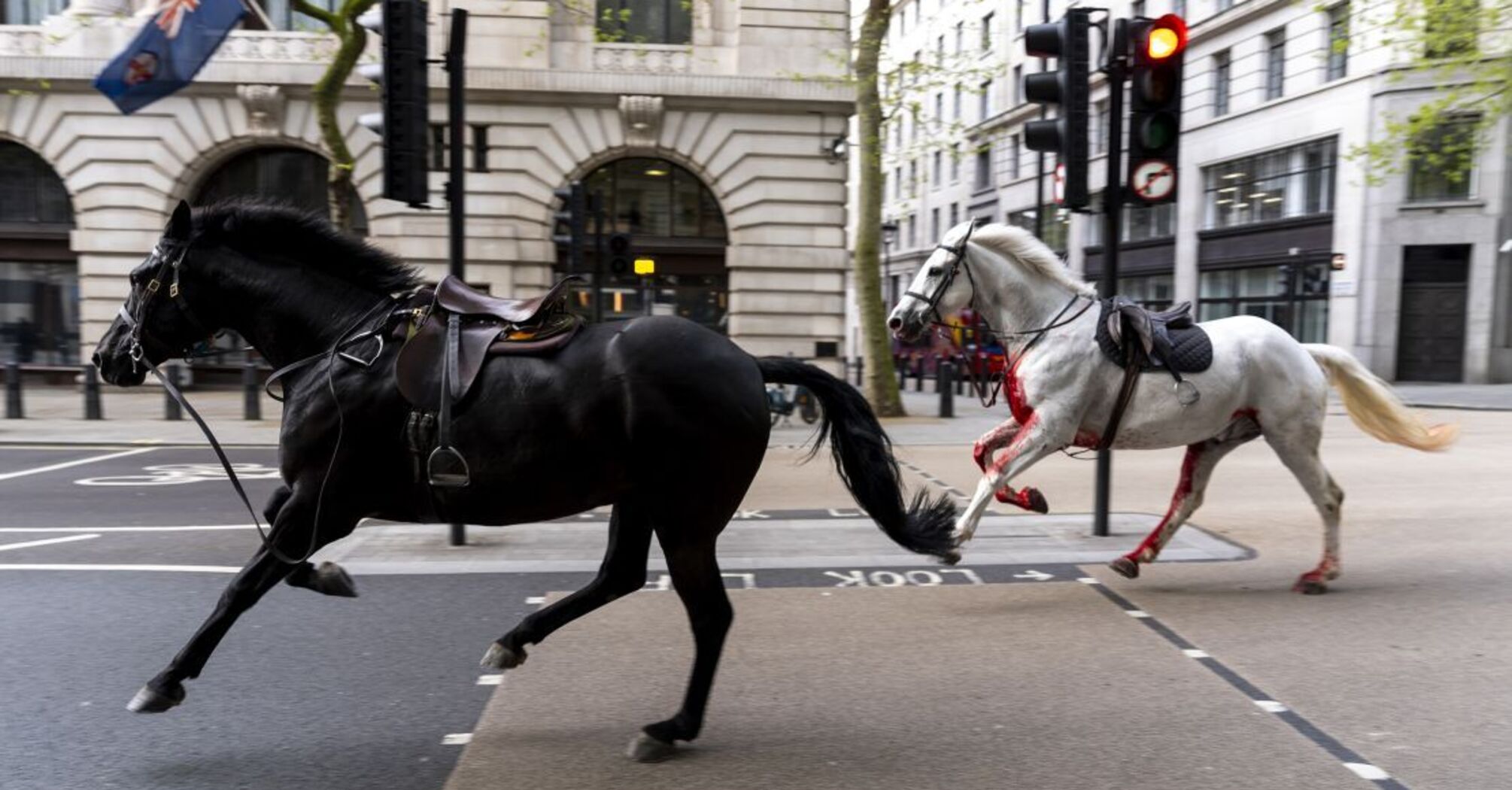 Military horses in London escape 