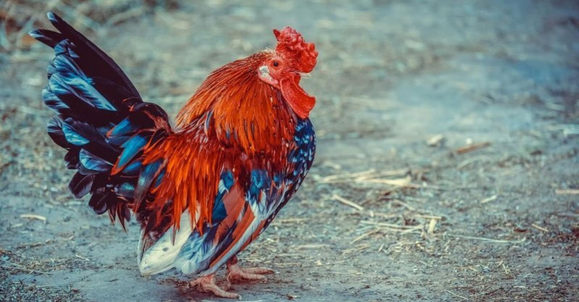 Canadian chicken sets World record for identifying letters, numbers, and colors