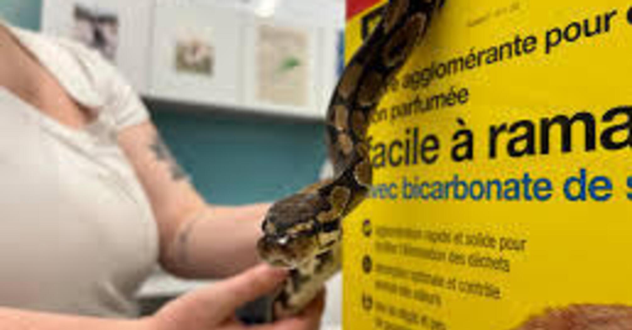 Ball python found rescued from Dumpster in Prince Edward Island