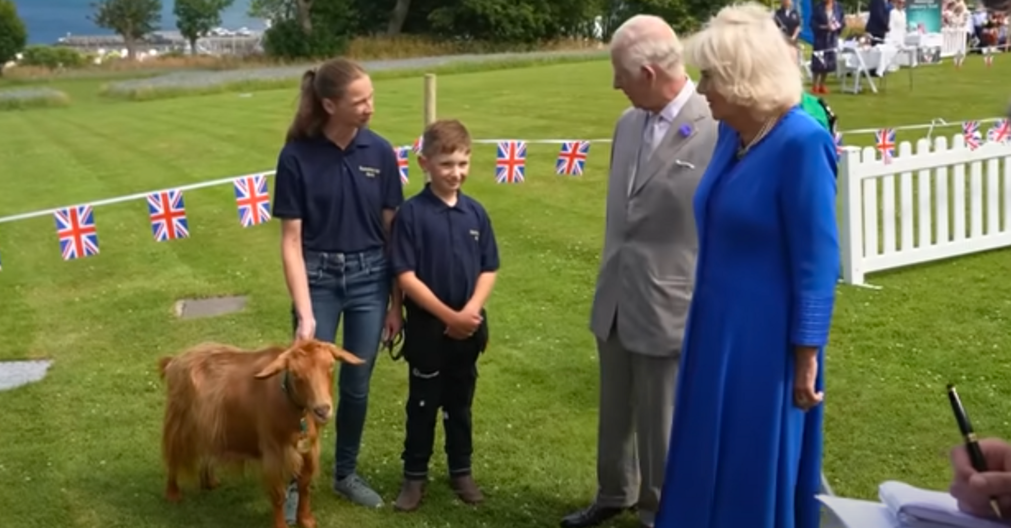 Rare golden goat breed receives royal title from King Charles III