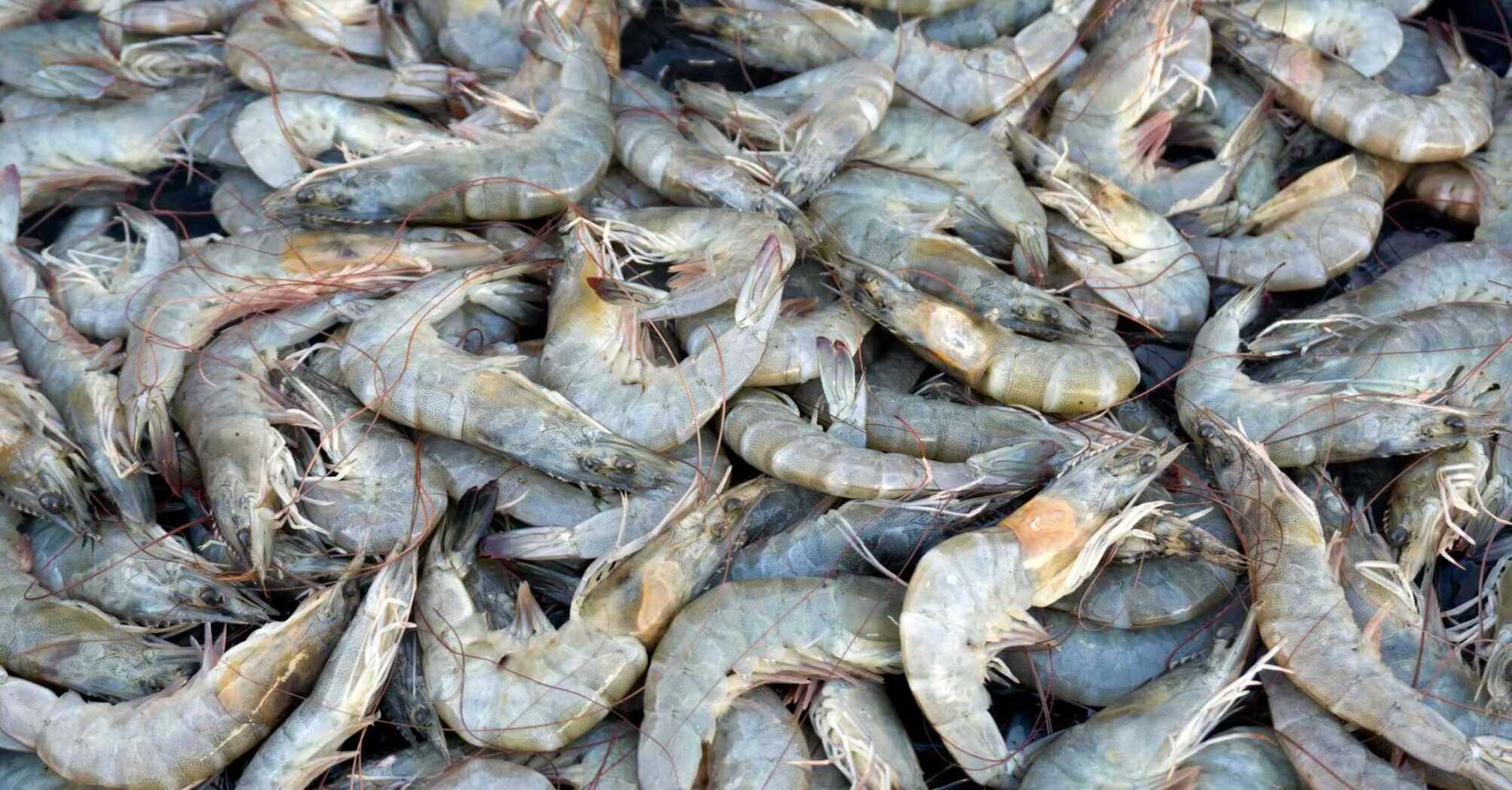 Characteristics of Fresh Shrimp: Ensure the Best Quality Before Buying