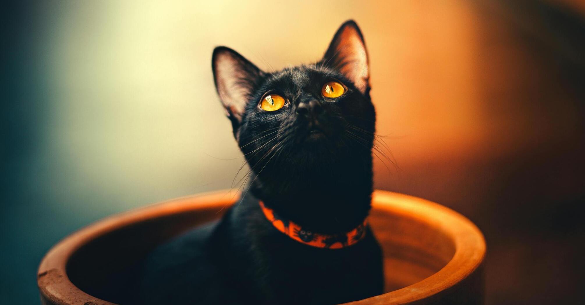 The significance of the black cat