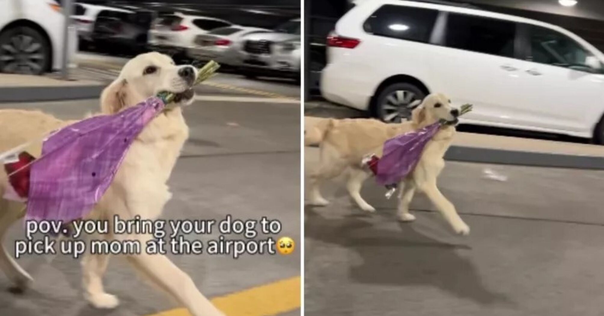 Golden retriever meets woman with flowers