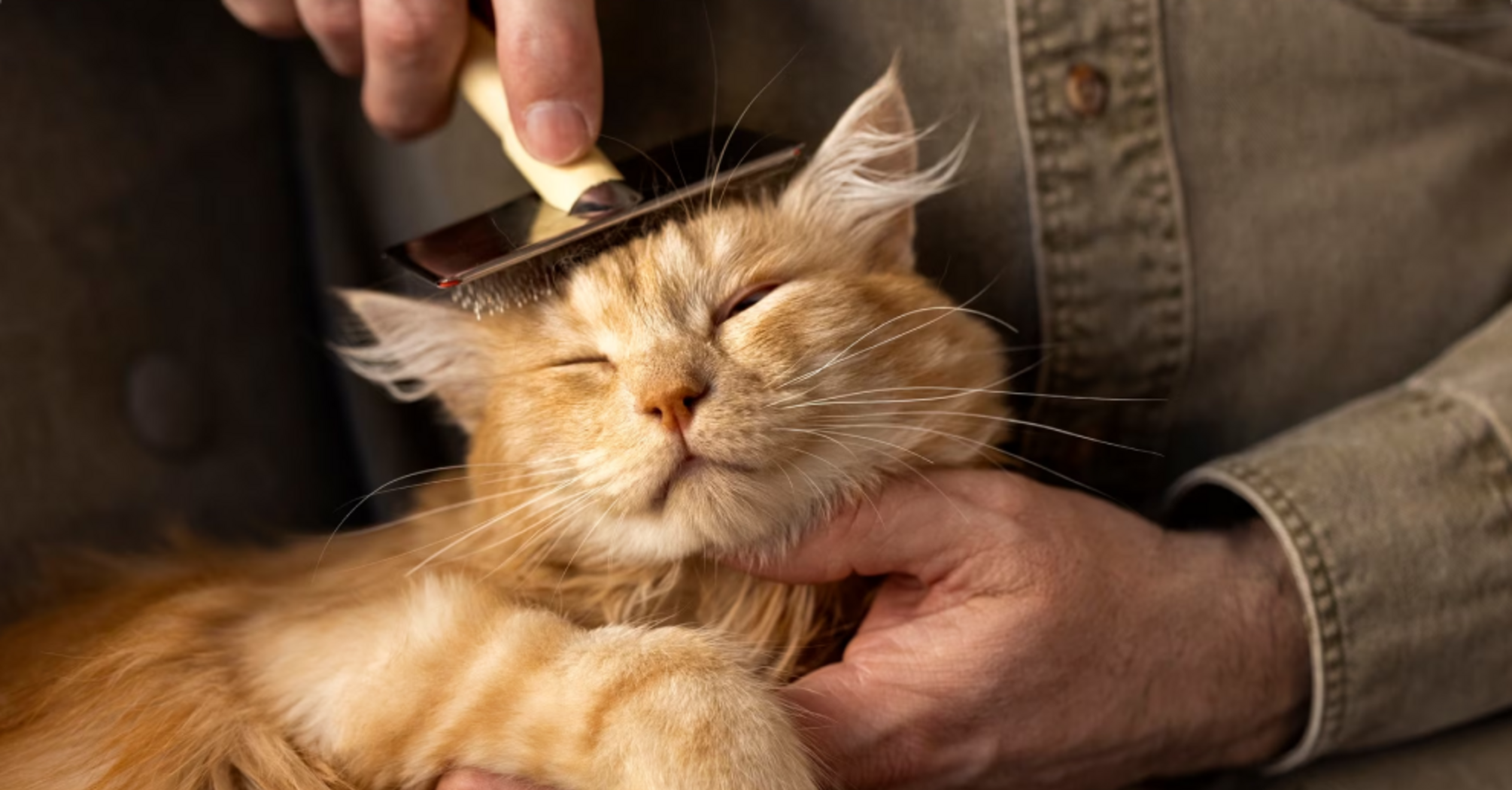 Spiritual Significance of Cat Whiskers: History and Explanation in Relation to Luck