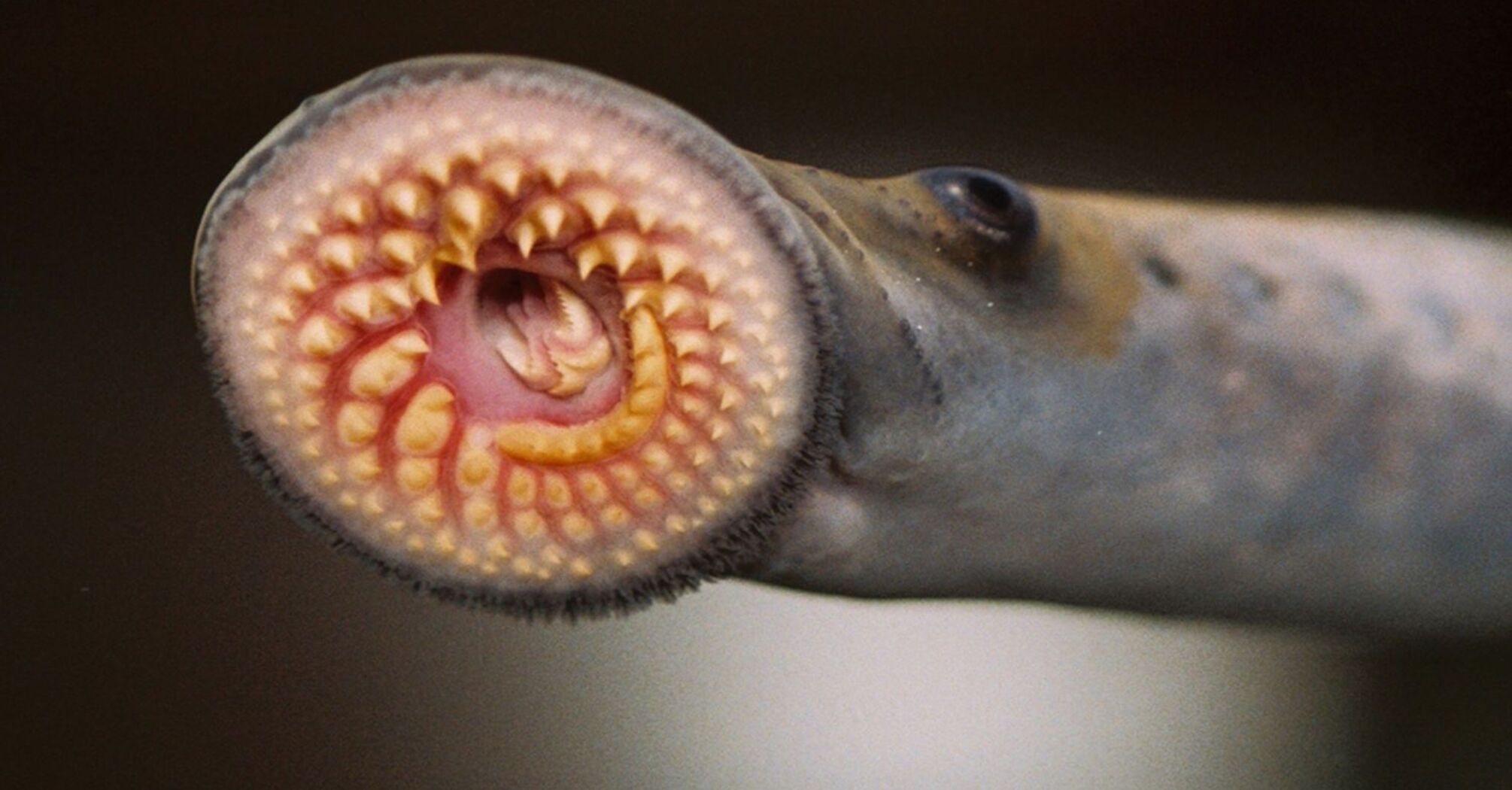 Lampreys possess a fantastic evolutionary origin