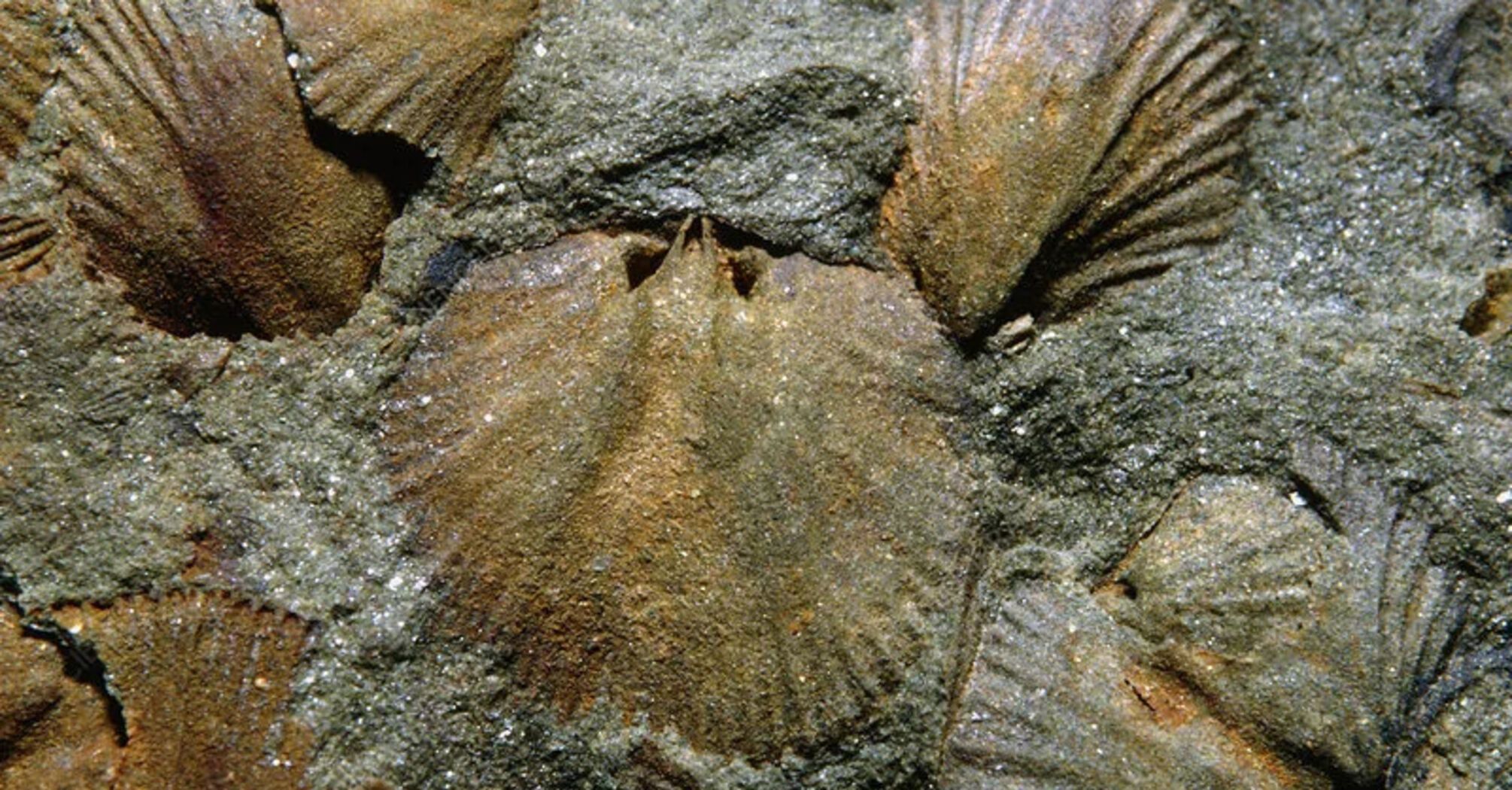 Ancient marine animals known as brachiopods may have had a more inventive past than previously thought