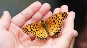 To see a yellow-black butterfly - meaning
