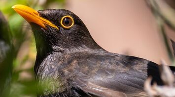 What does it mean to see Blackbird