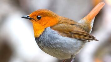 Robin - meaning of the meeting