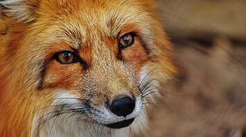 Fox - the meaning of the meeting