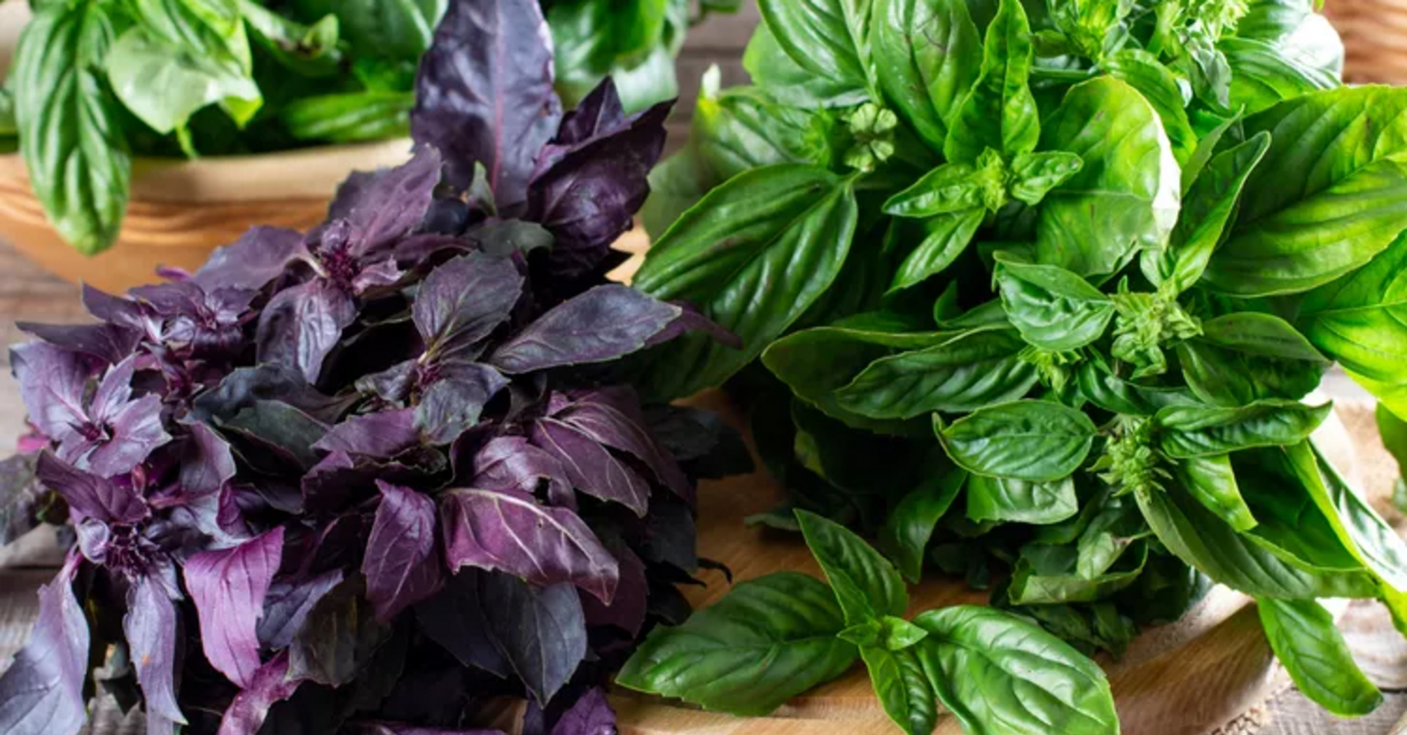 How to store basil