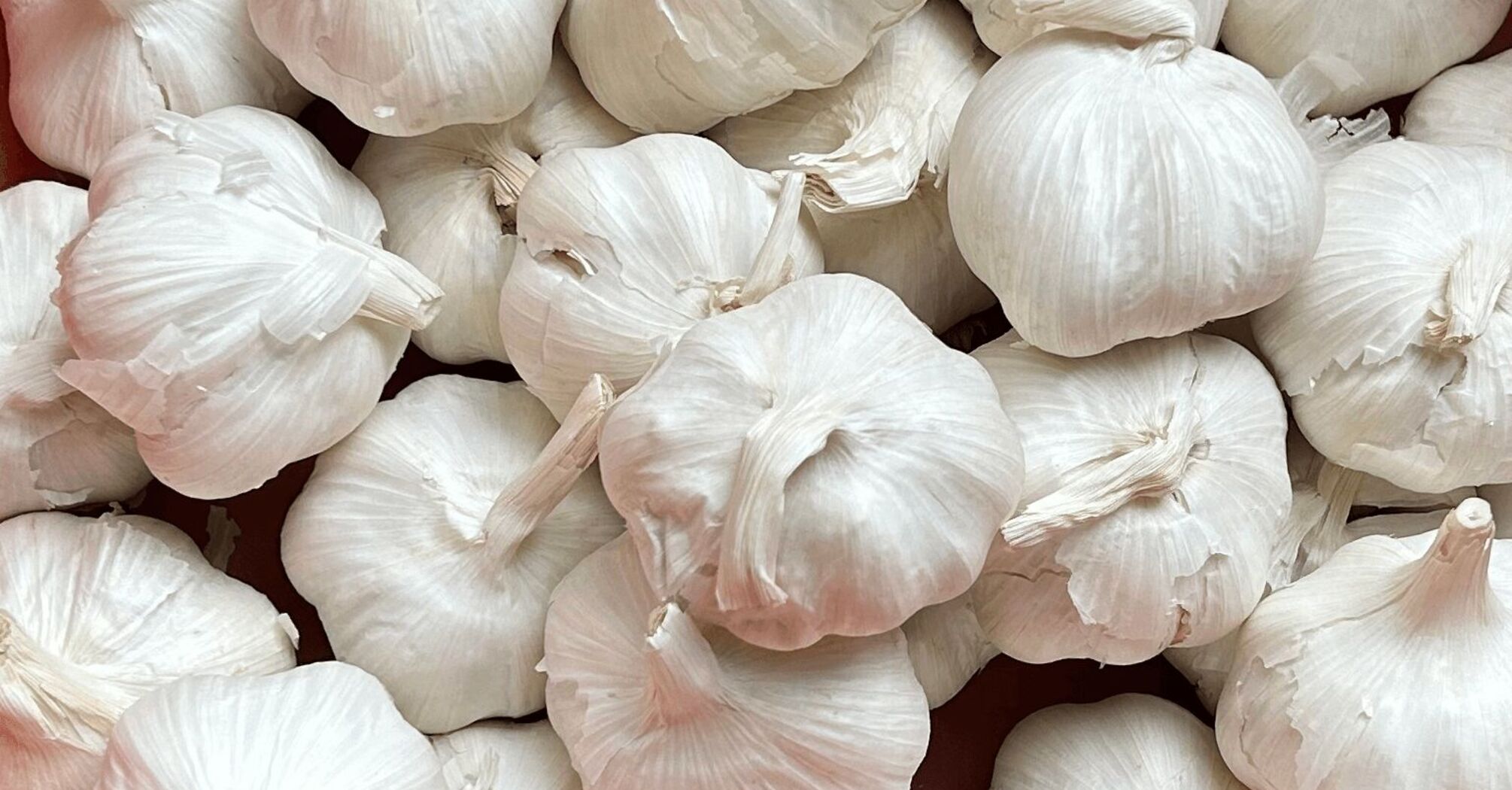 How to select high-quality fresh garlic at the grocery store