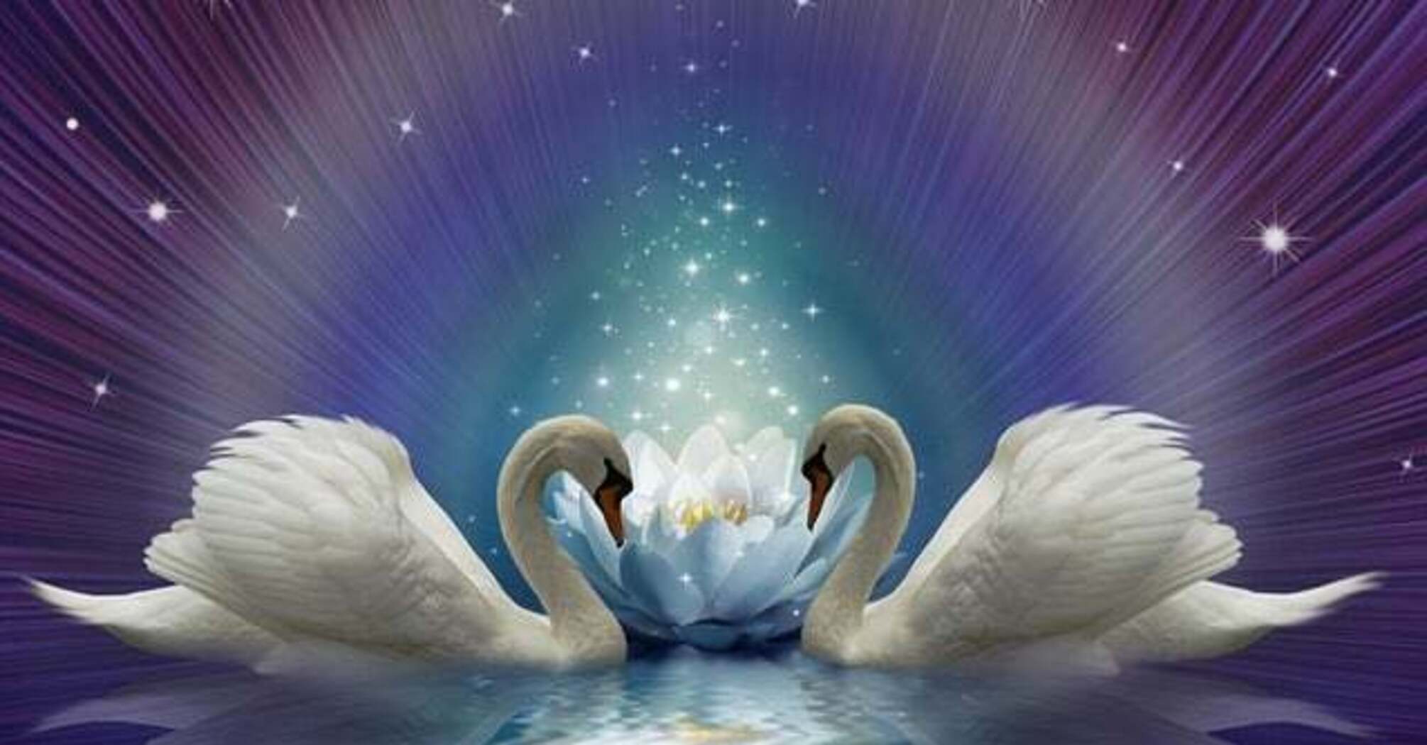Spiritual meanings of swans