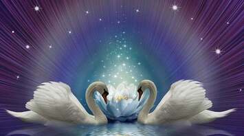 Spiritual meanings of swans