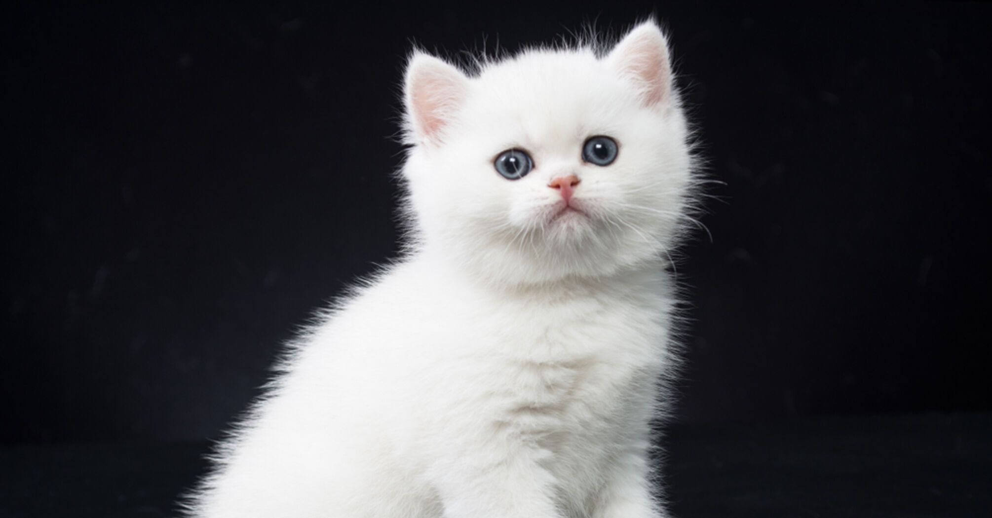 10 Fascinating Superstitions Surrounding White Cats