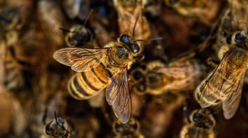 Meaning of the bee as a spiritual animal