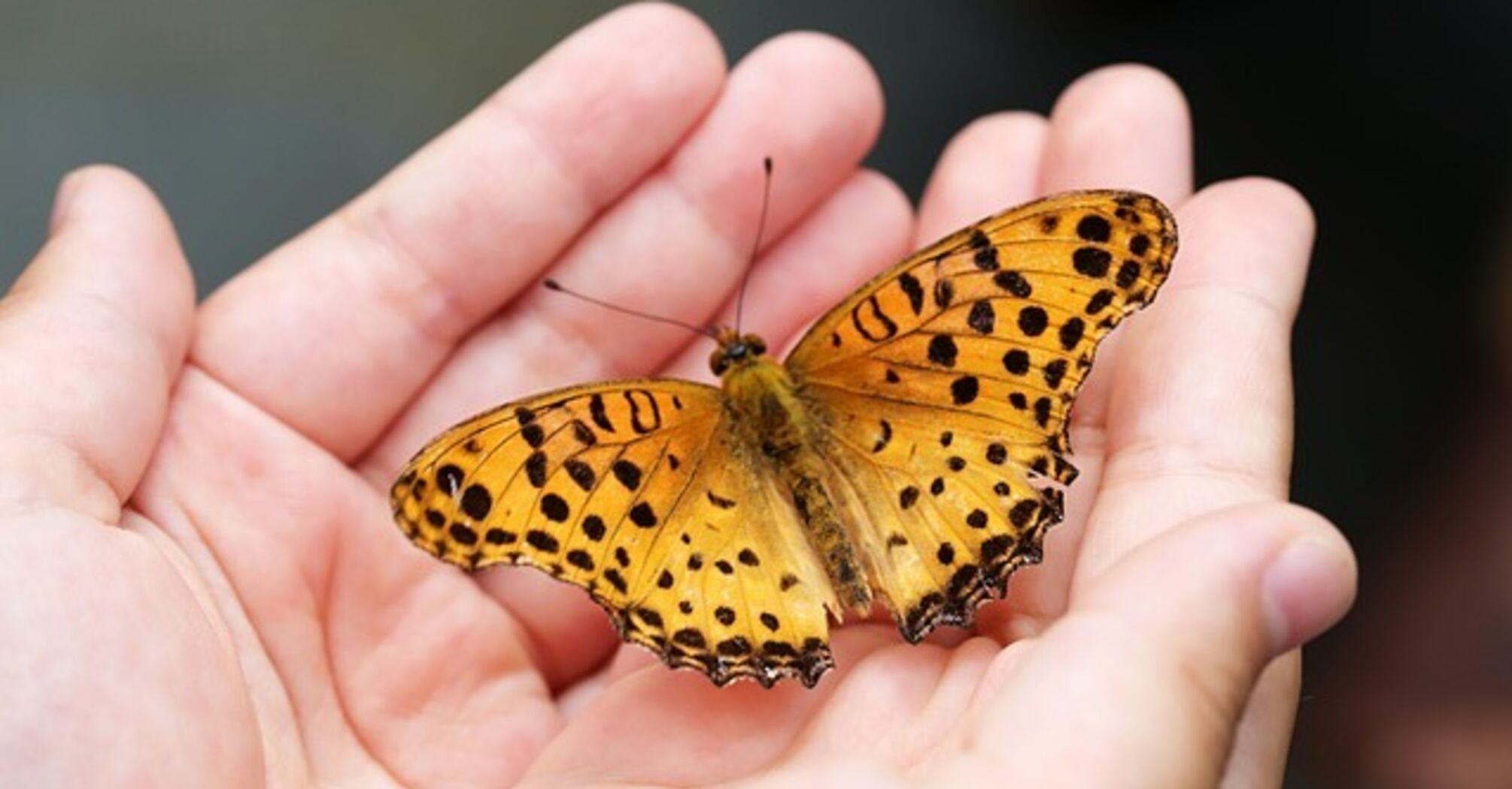 The significance of the orange butterfly