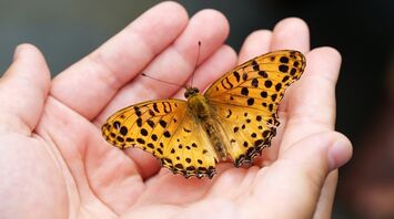 The significance of the orange butterfly