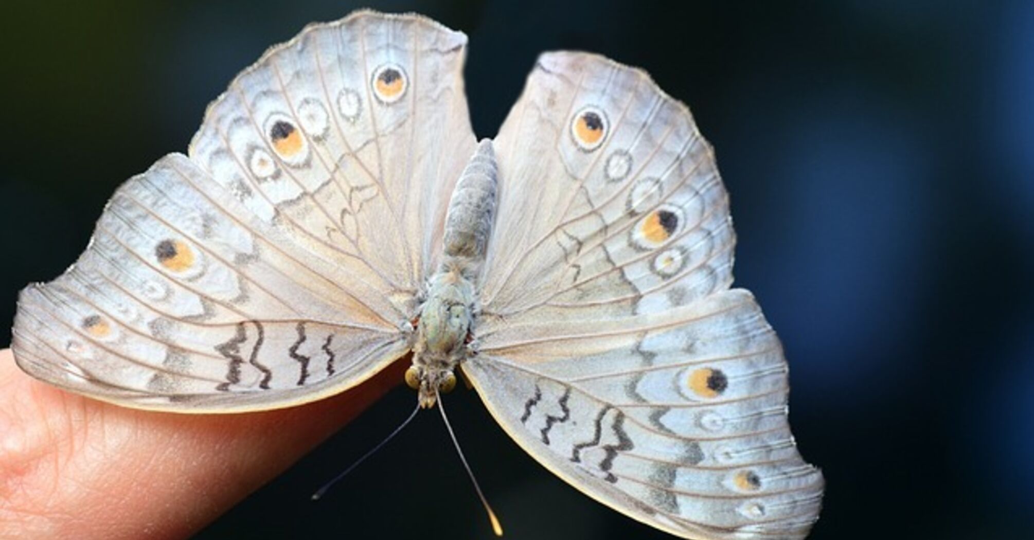 What is the meaning of a butterfly landing on you?