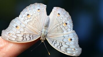 What is the meaning of a butterfly landing on you?
