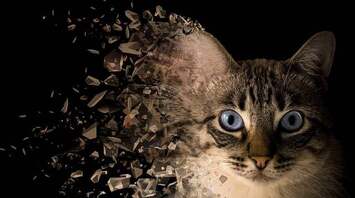 What is the meaning of a stray cat that chose you?