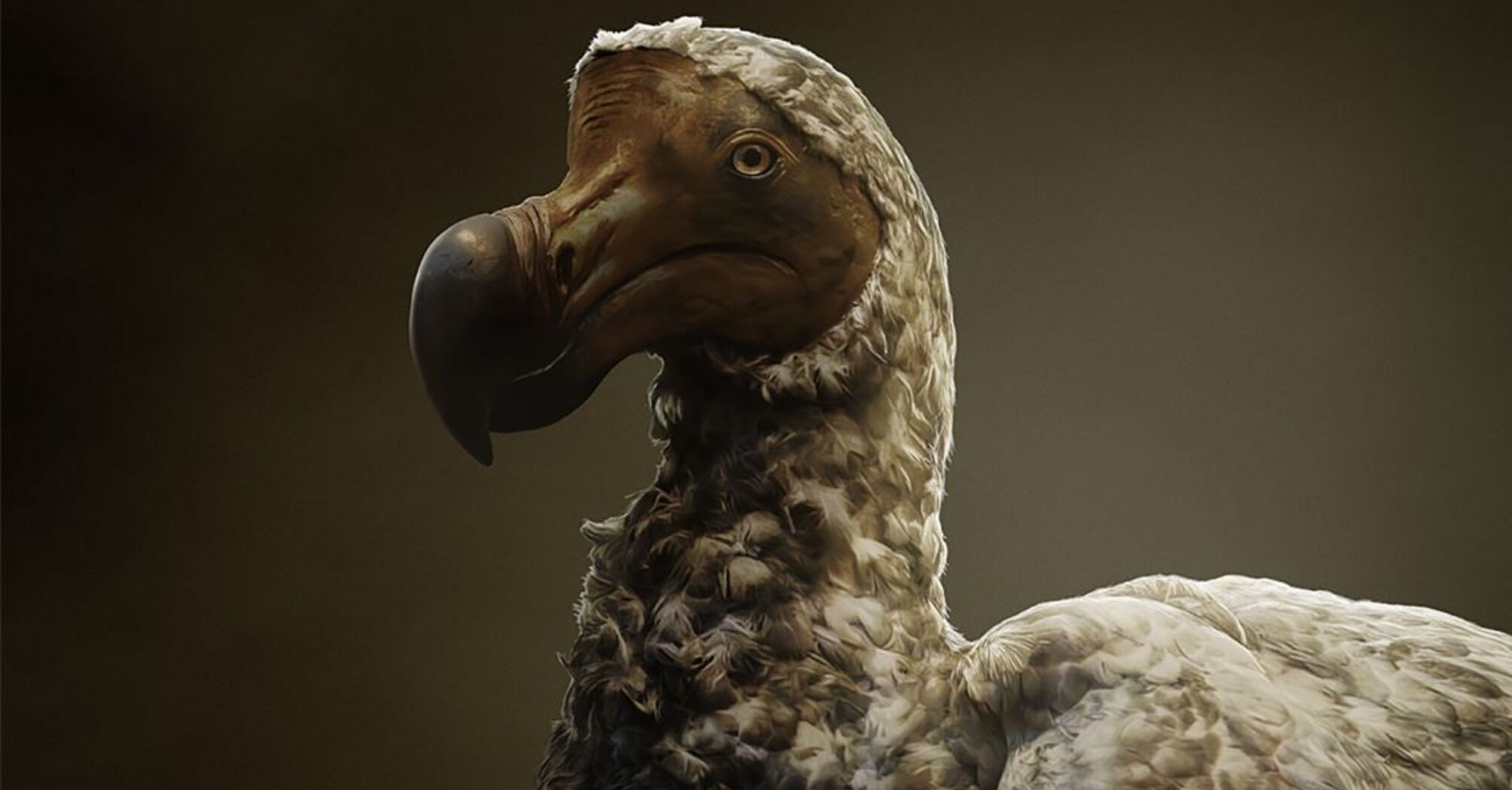 New Study Challenges The Established Belief About Dodo Birds