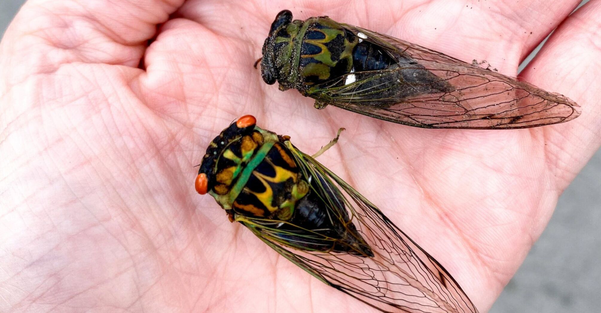 The Wings of War: Cicadas and Their Messages