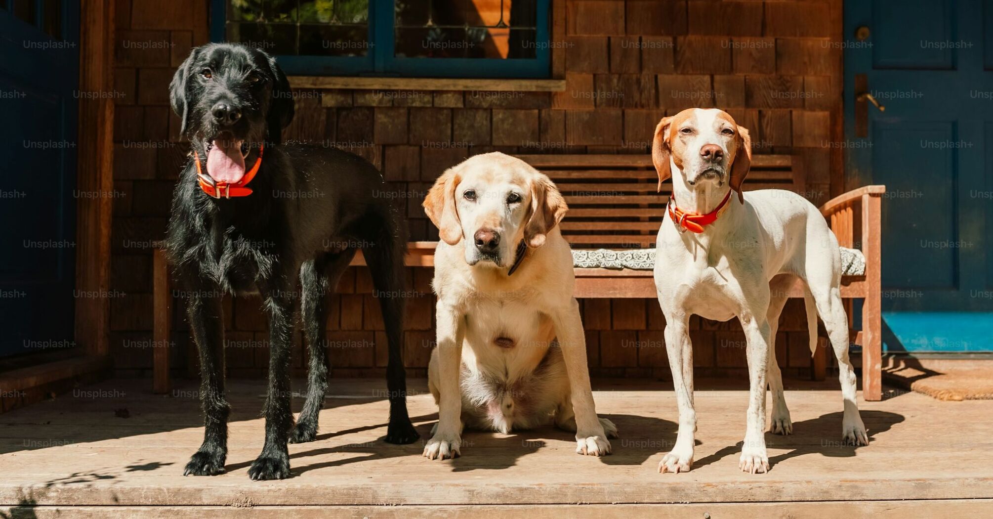 Which Dog Gets to the Milk First? A Challenging Brain Teaser 