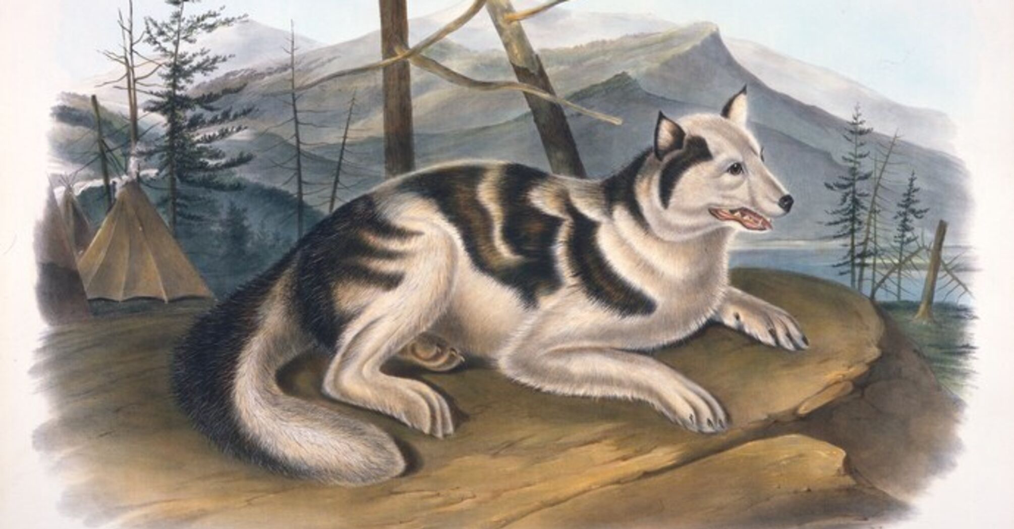 Ancient DNA Reveals Indigenous Dog Lineages at Jamestown, Virginia