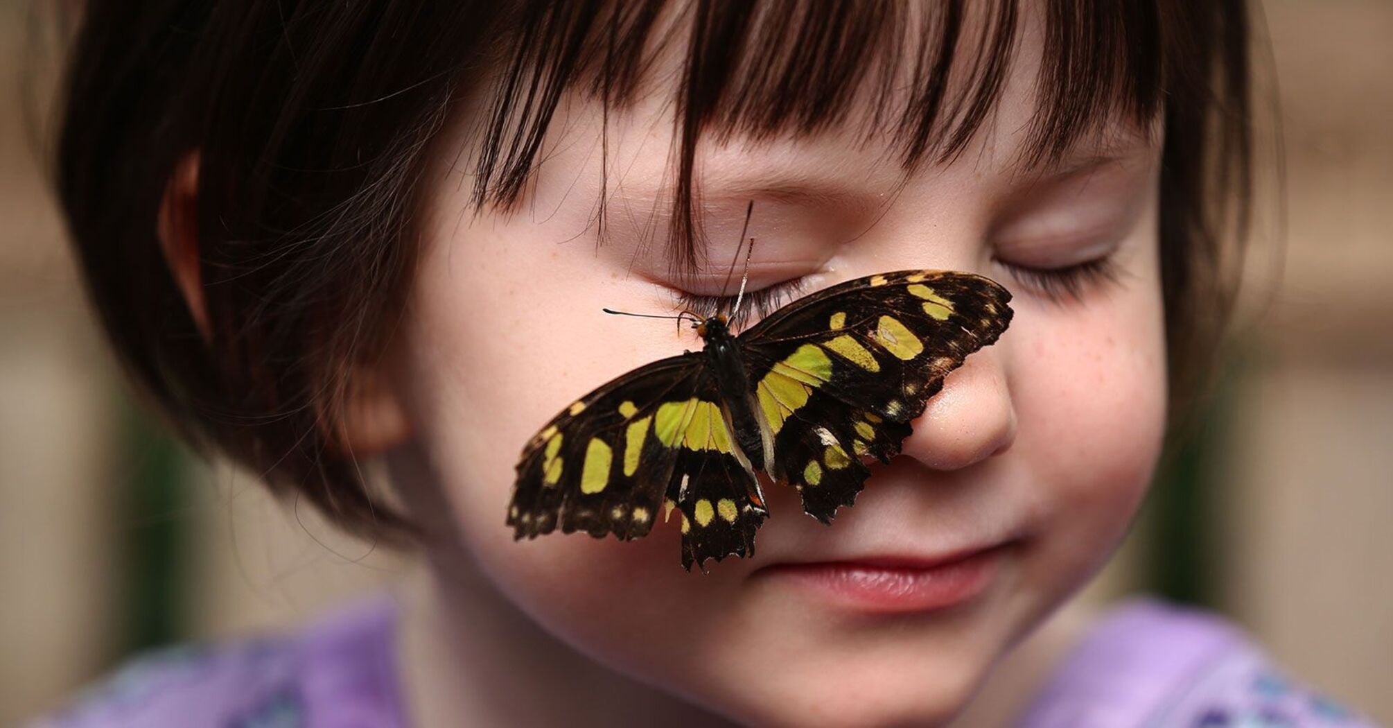 Butterflies and Moths Utilize Static Electricity for Pollination, Study Shows