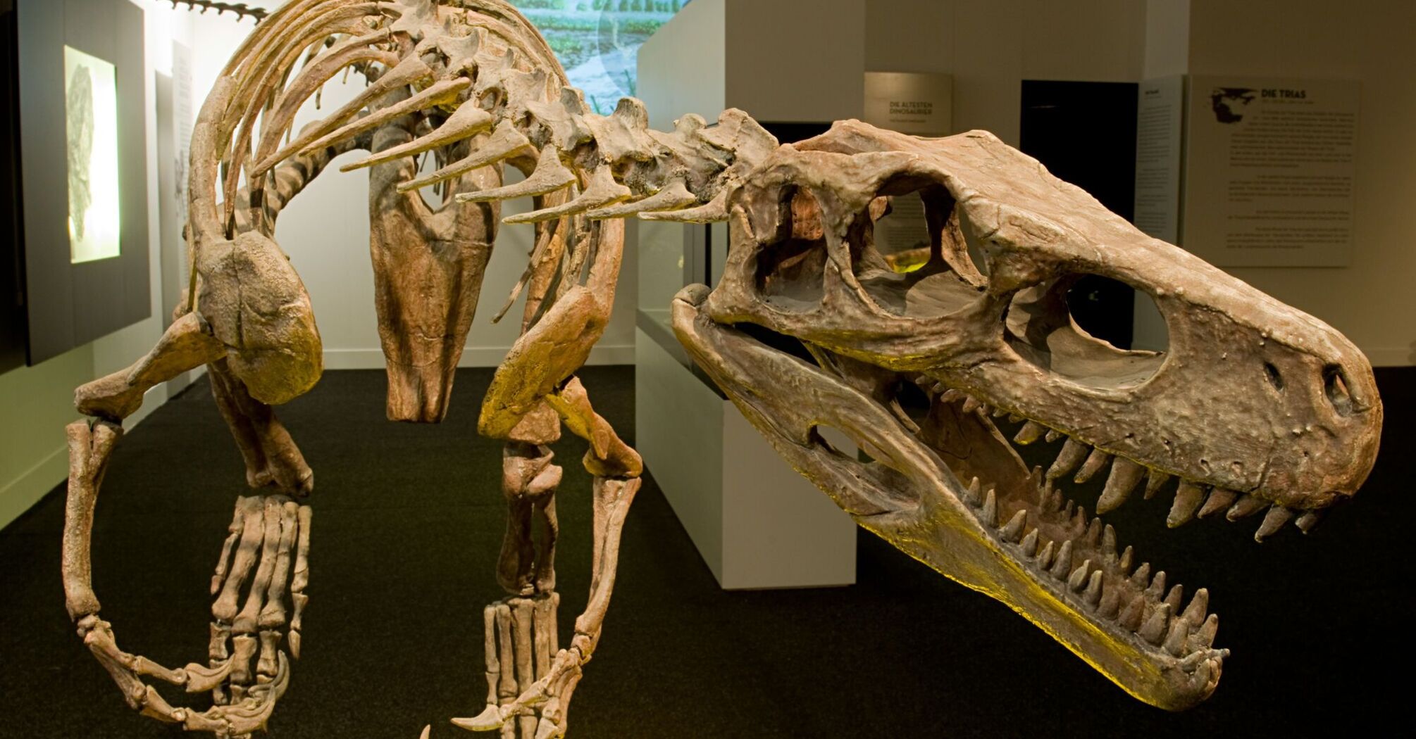 Skeleton of One of World's Oldest Dinosaur Discovered After Heavy Rains in Brazil