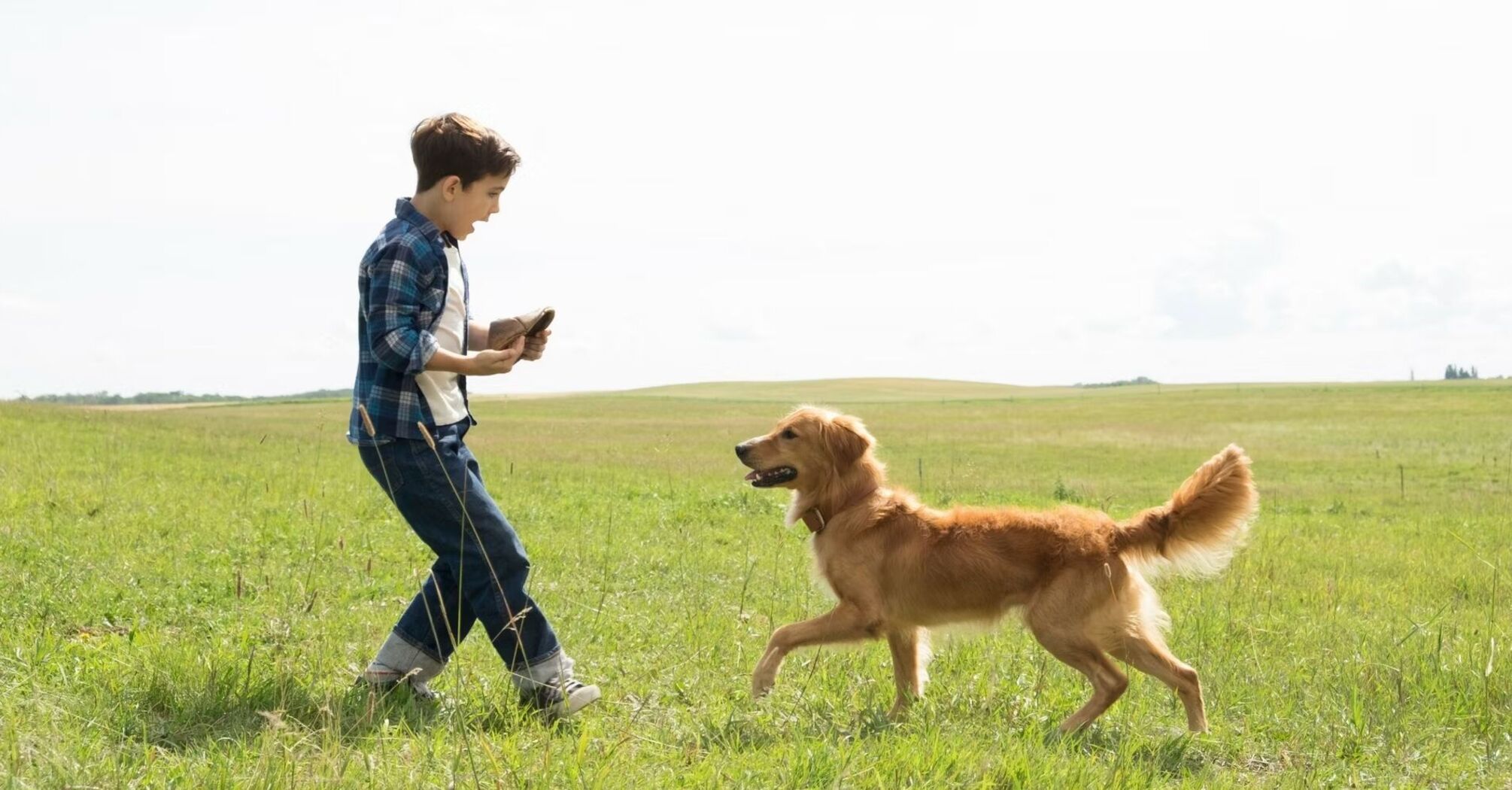 5 Best Movies About Dogs