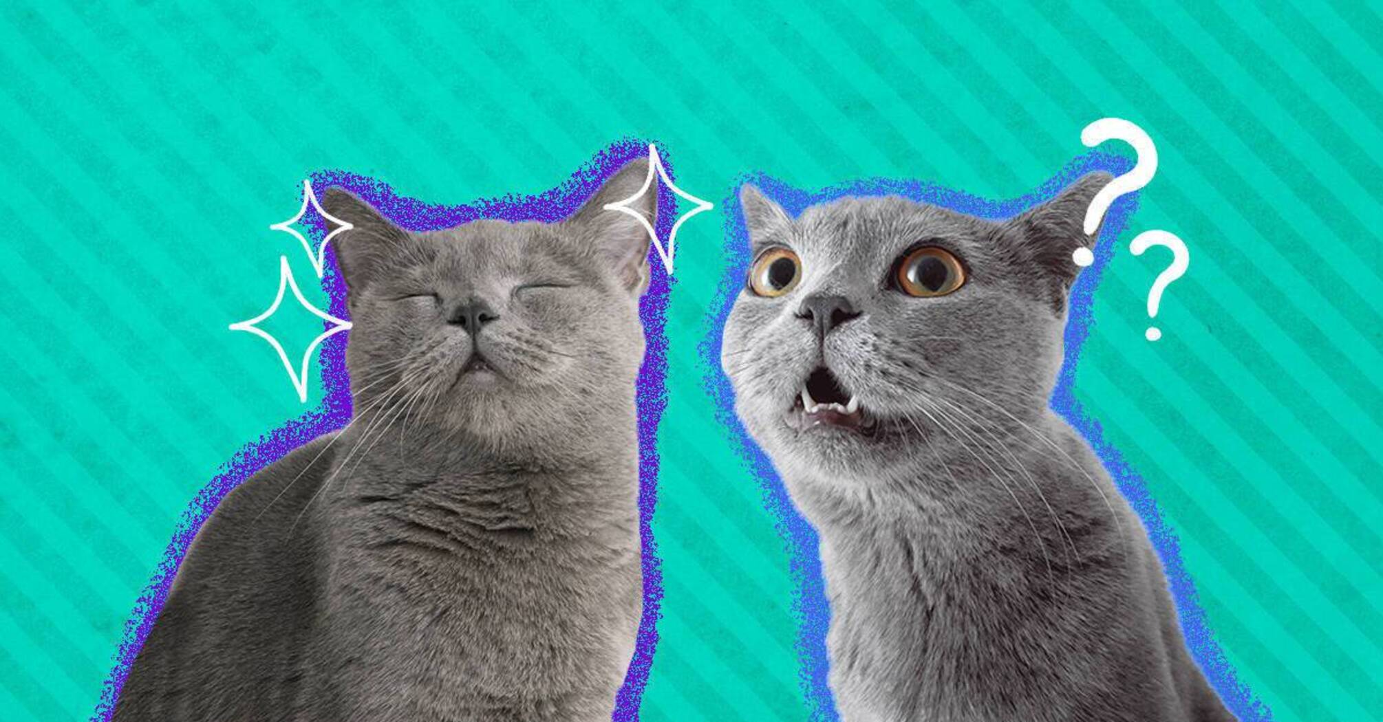 Cats Can Make Nearly 300 Facial Expressions