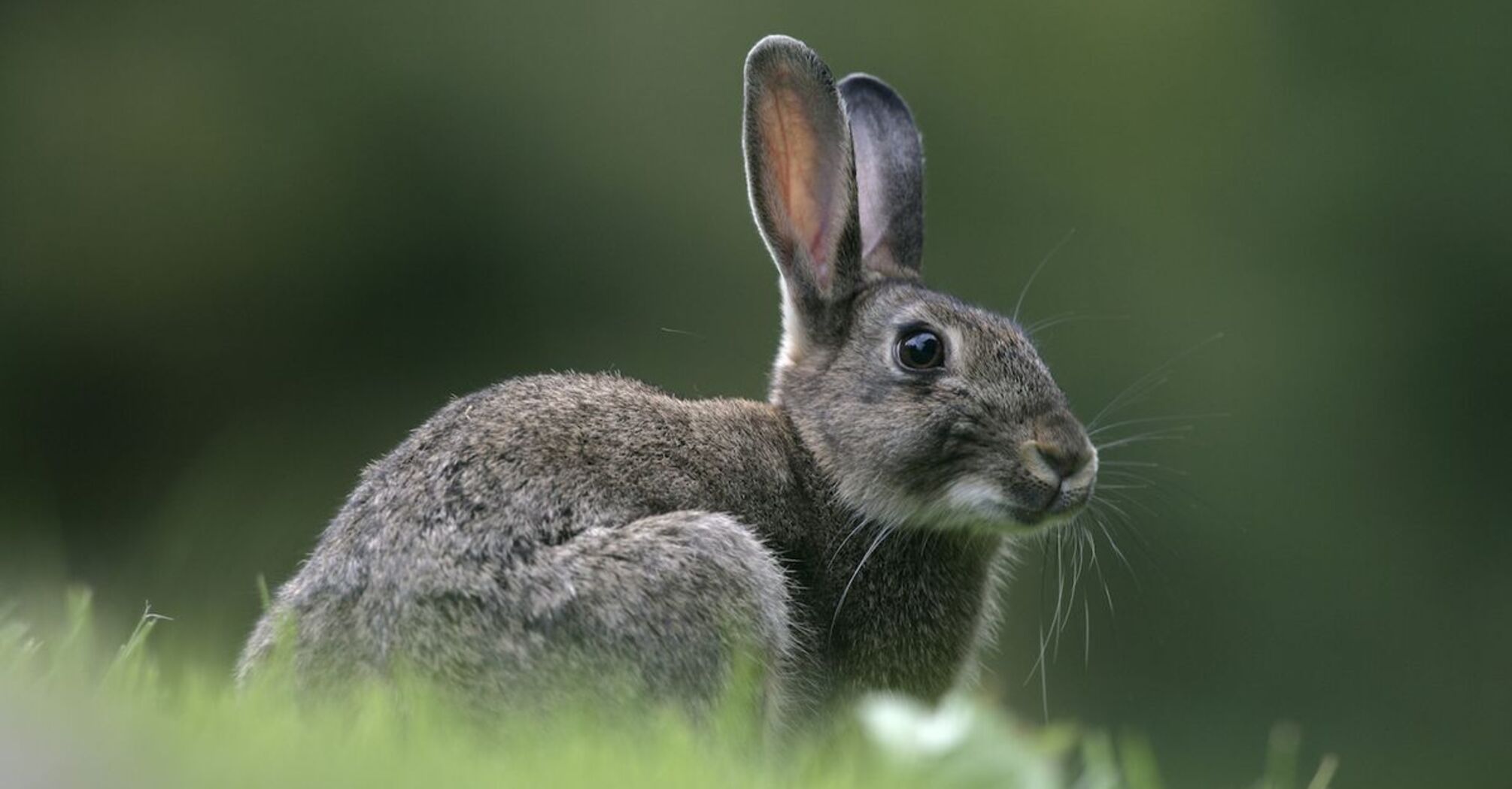 Find the Rabbit Among Cats to Test Your Observation Skills